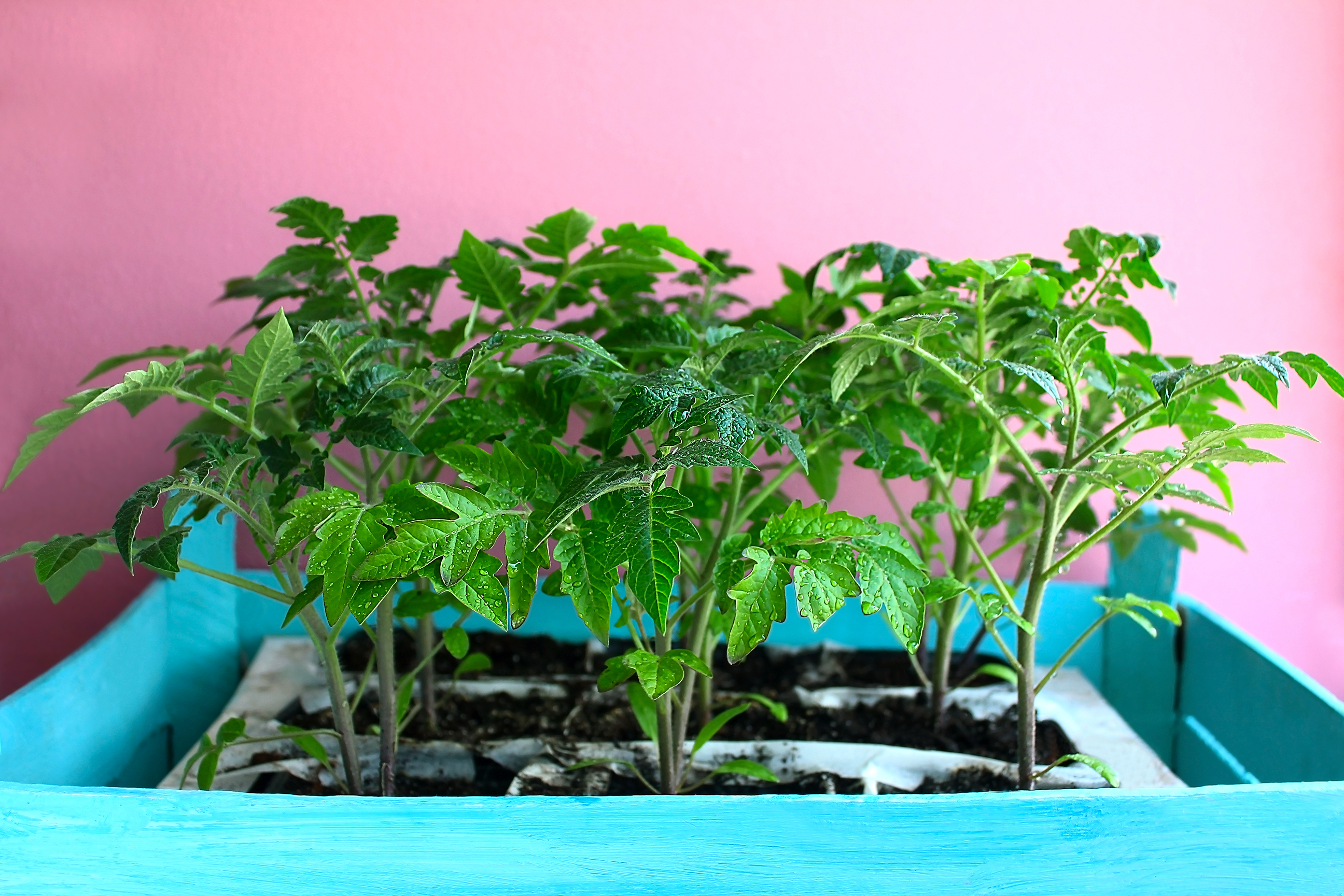 Young tomato seedlings in indoor planter